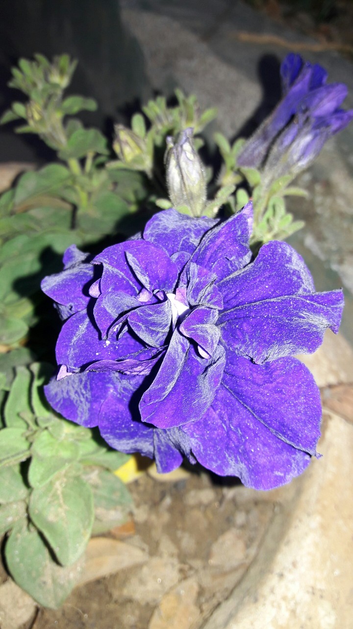 voilet#color#love#blue flower#my garden