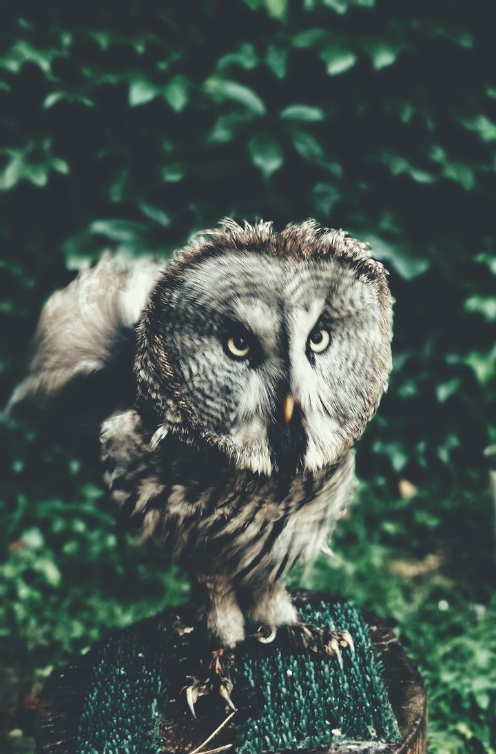 Grey owl
