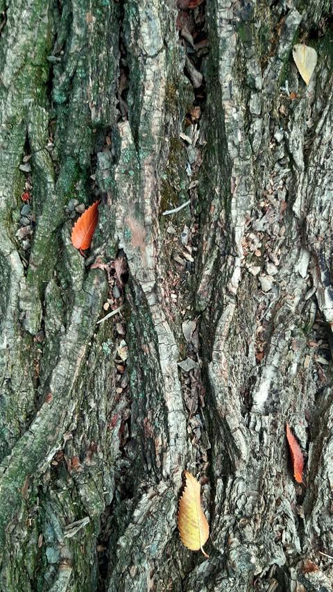 the tree.