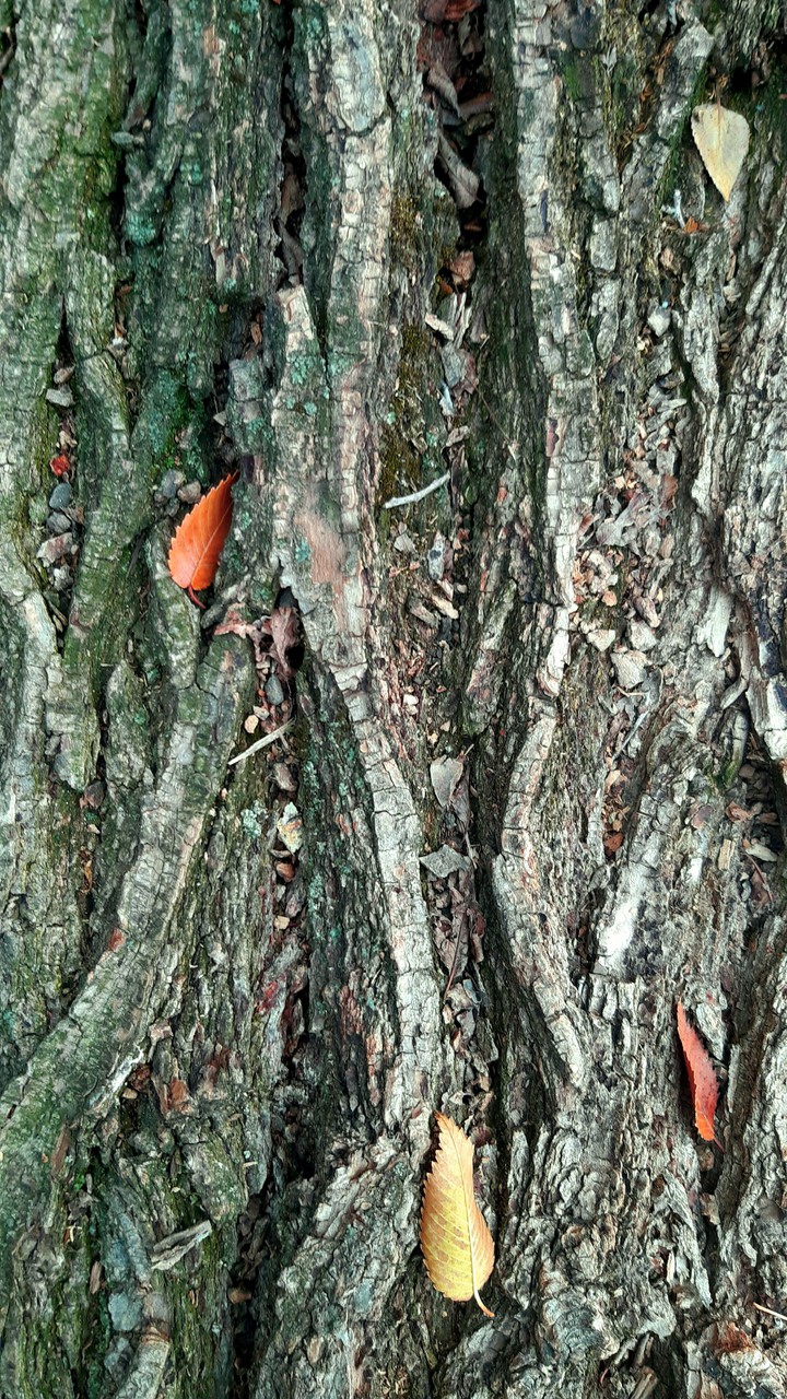 the tree.