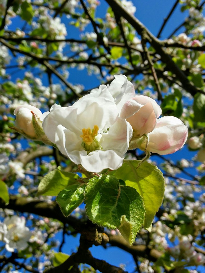 Spring