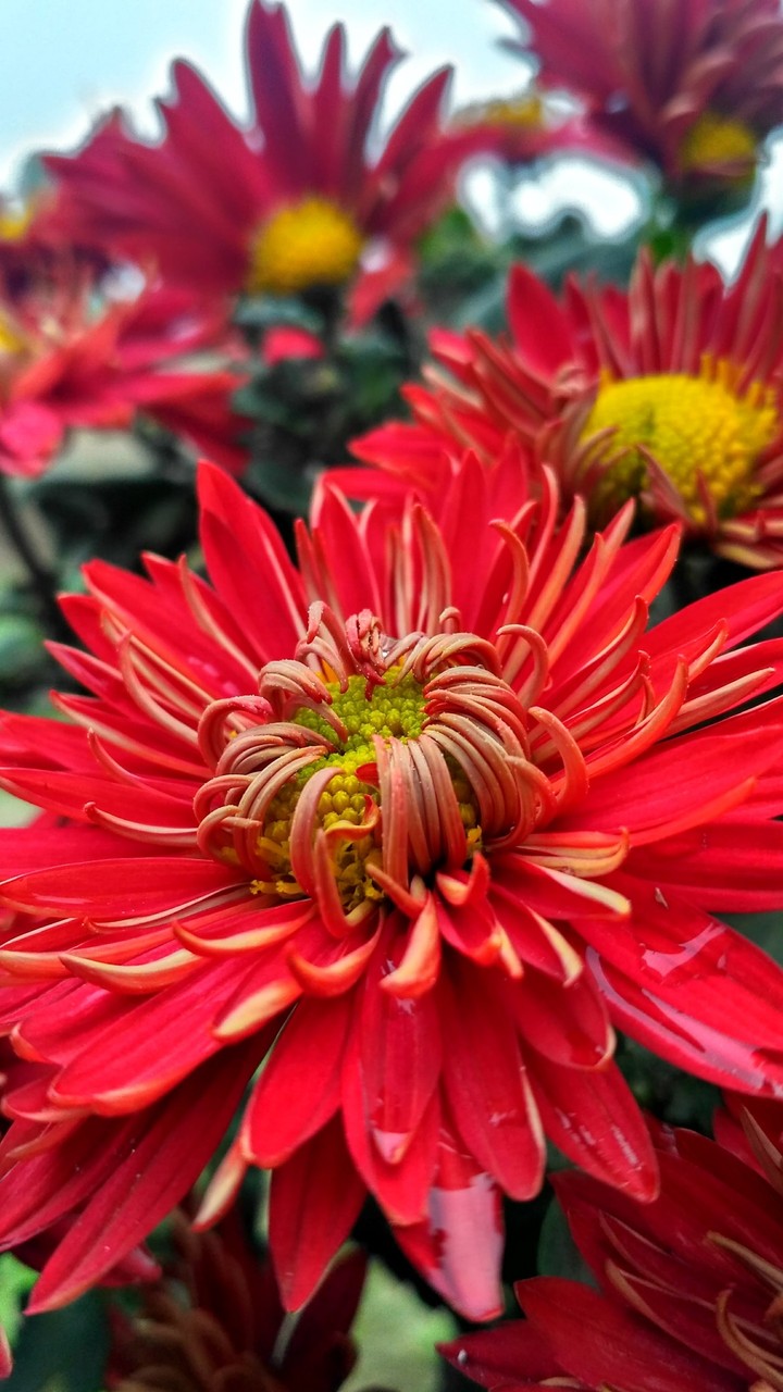 flower photography