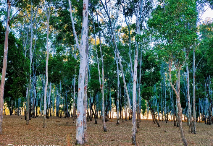 Forest