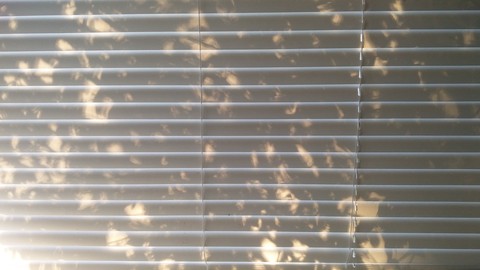 morning light