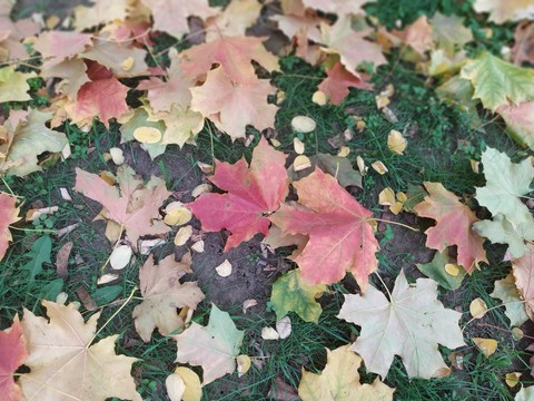 autumn