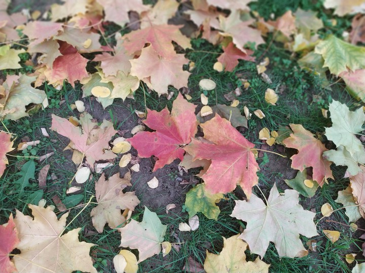 autumn