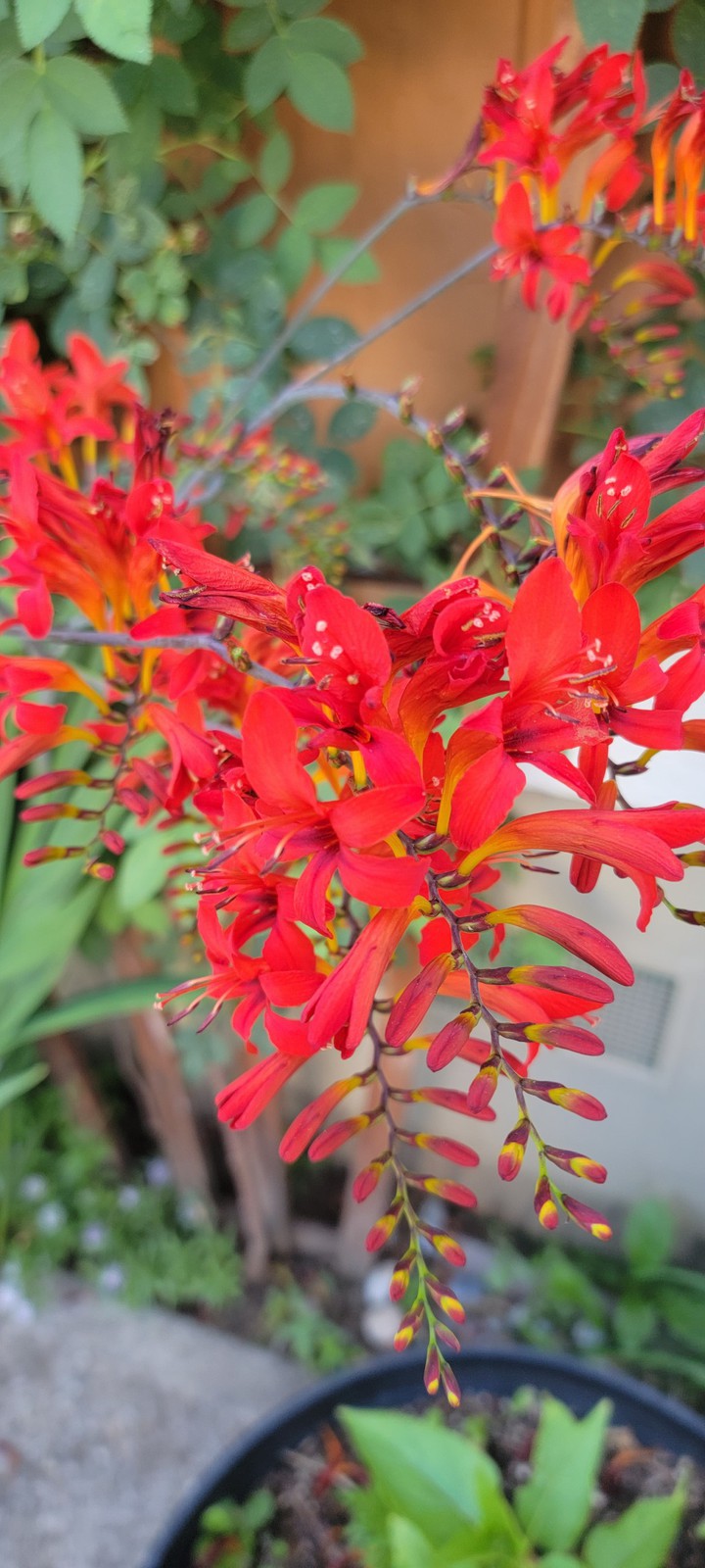 Red Flowers