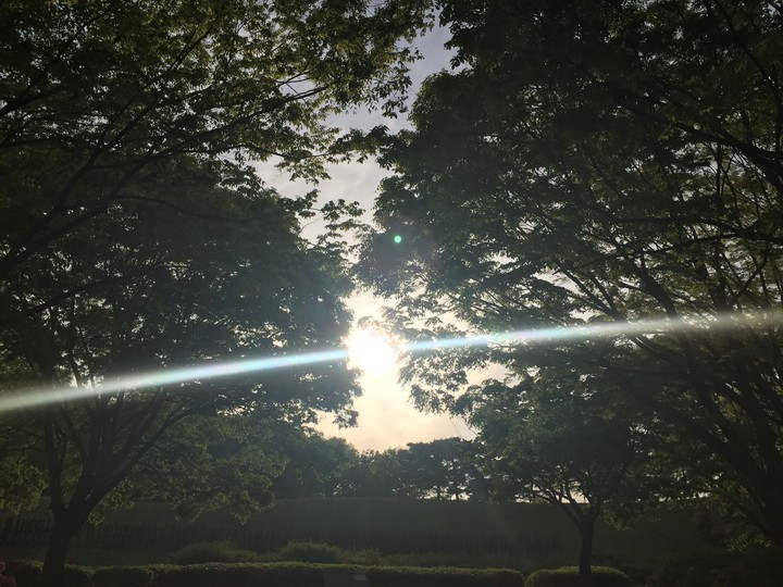 Forest Light