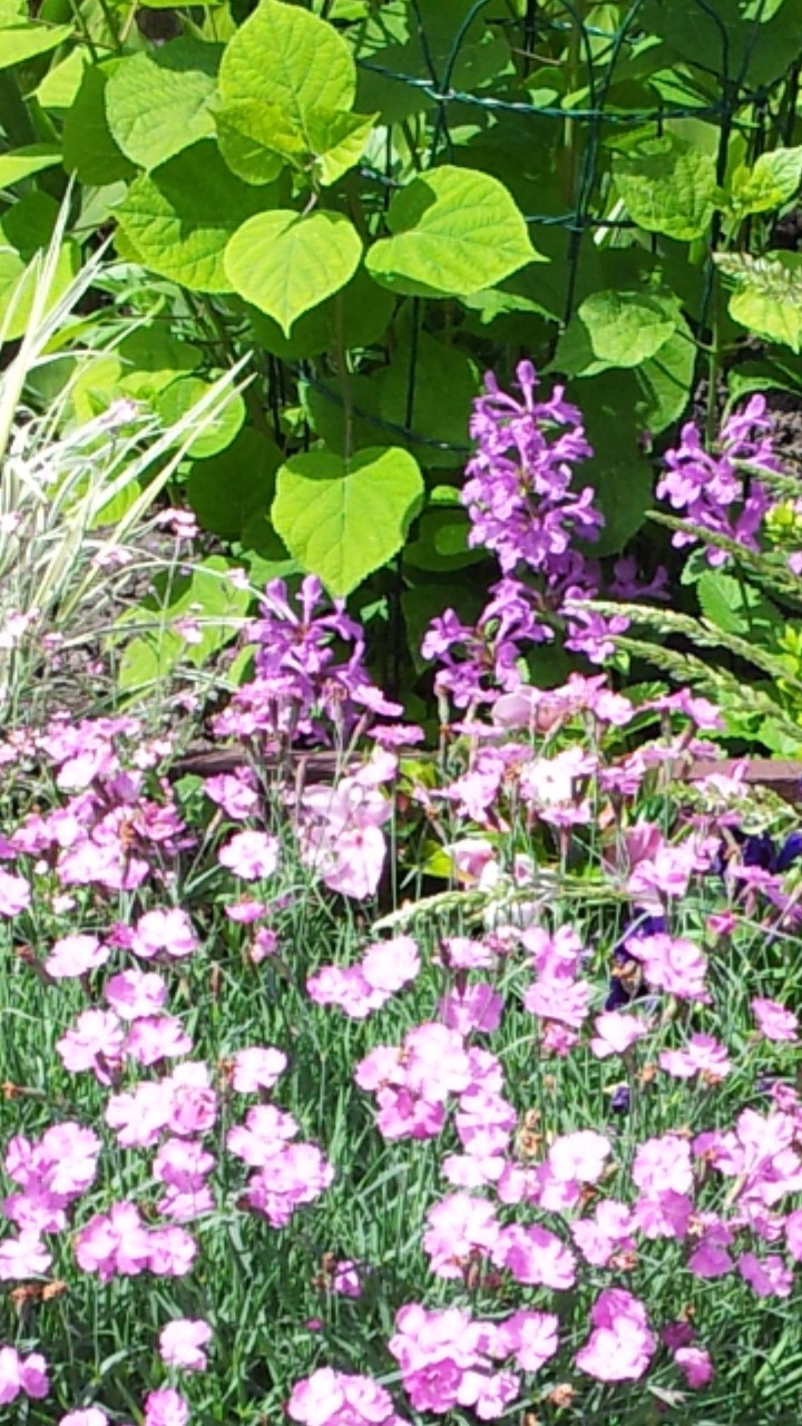 Garden 12