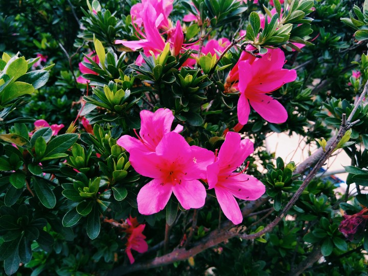 Hibiscus flowers