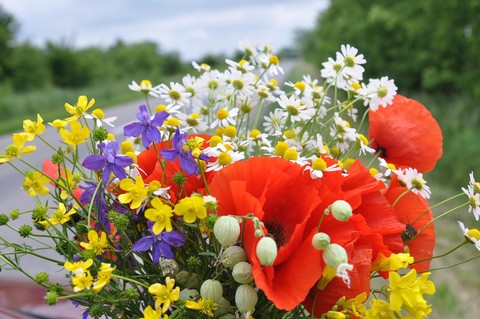 fondos de pantalla wildflower, flower