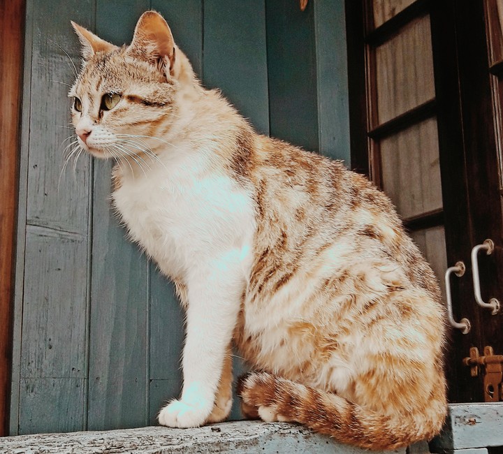 MR. KITTY