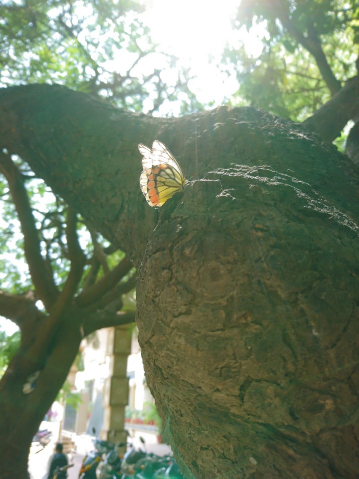 butterfly 