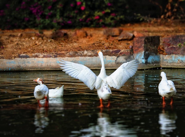 birds dance