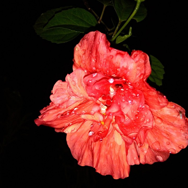 Red Flower