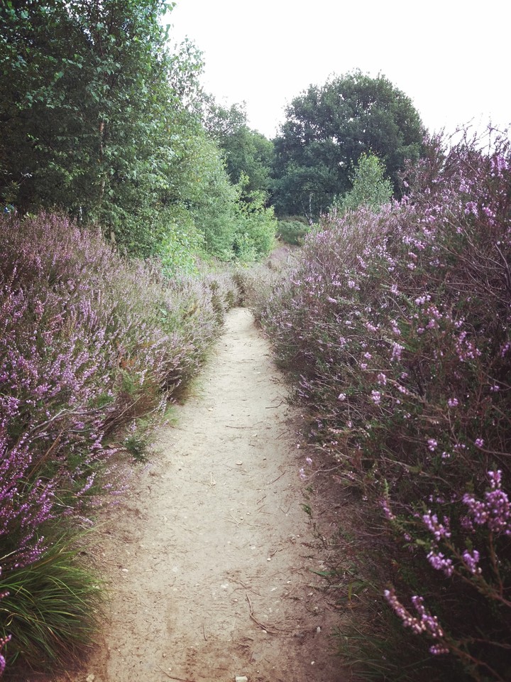 wandelpad