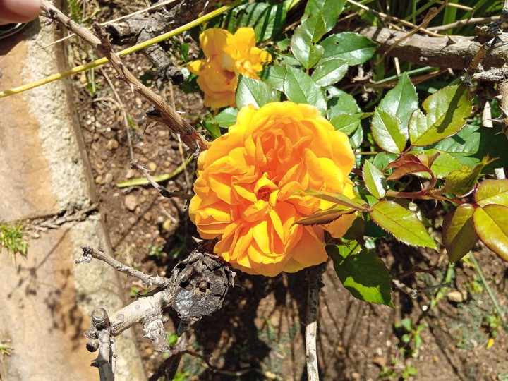 rose
