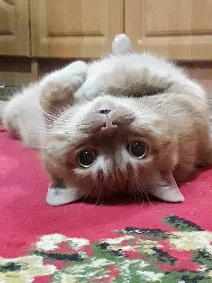 котики