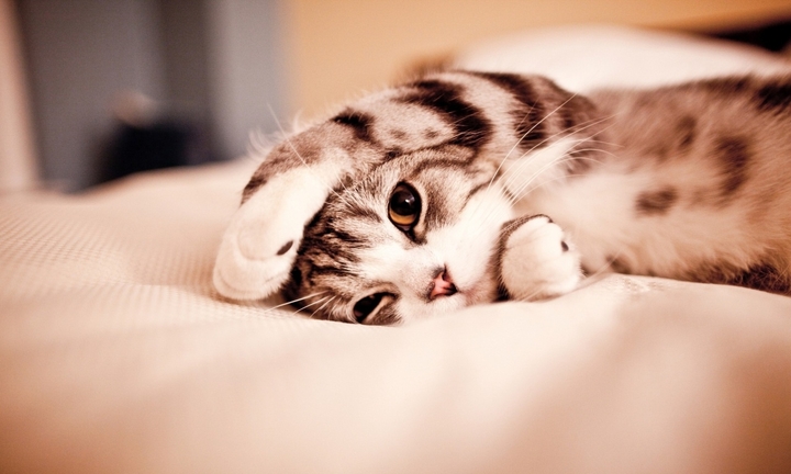 cat