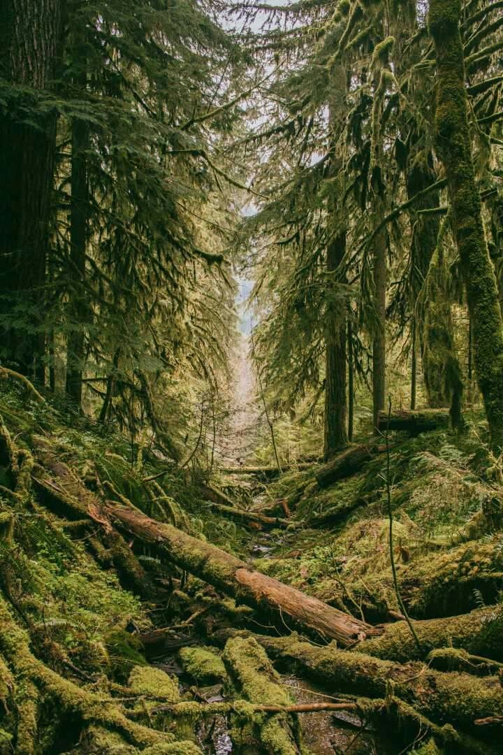 Jungle