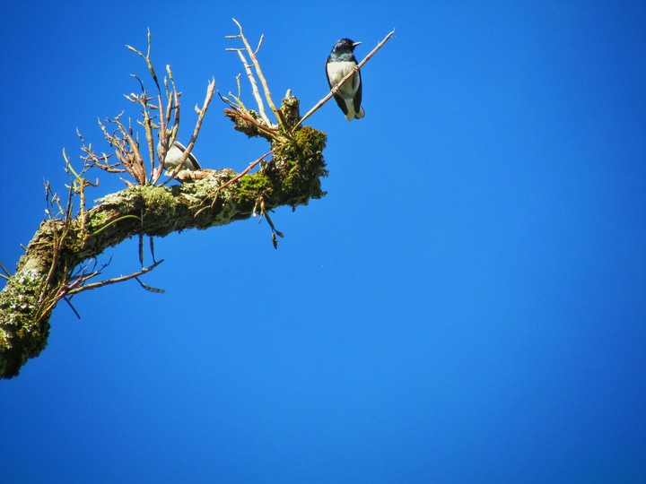 A bird 