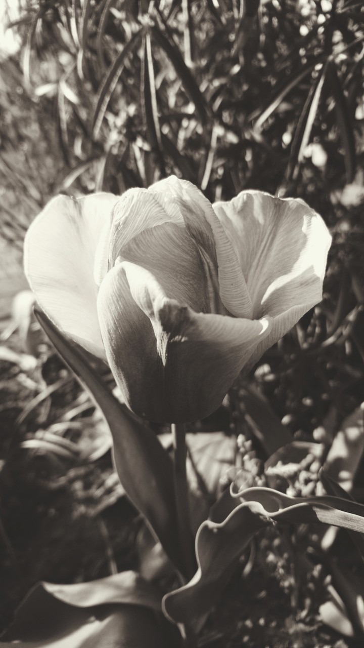 Tulip