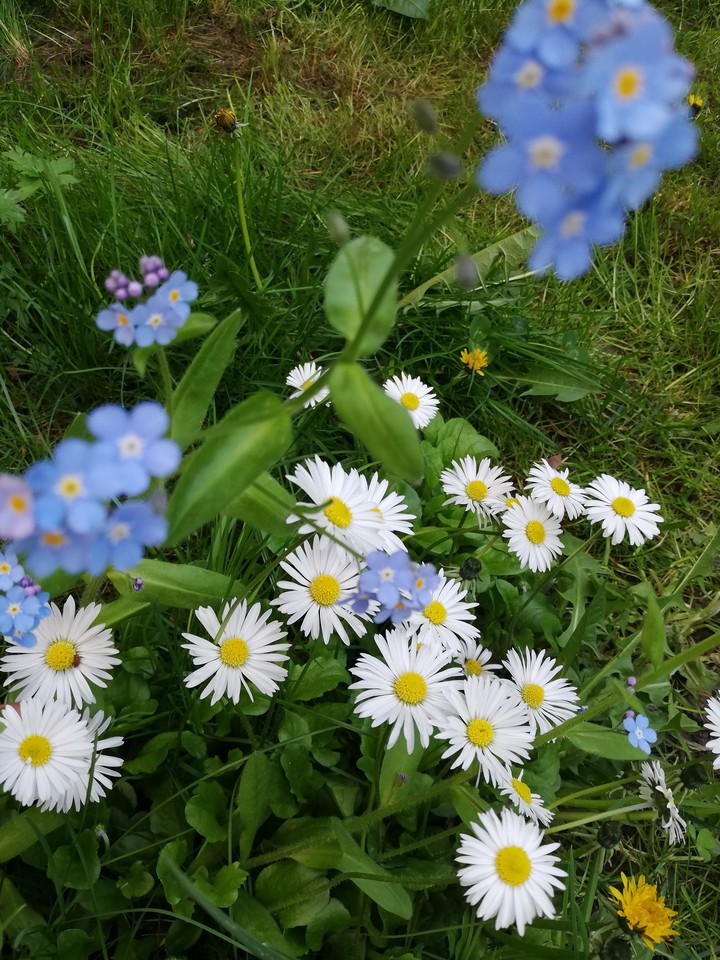 flowers
