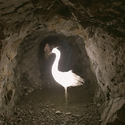 lonely swan