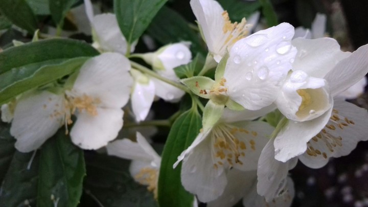 jasmine