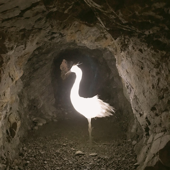 lonely swan