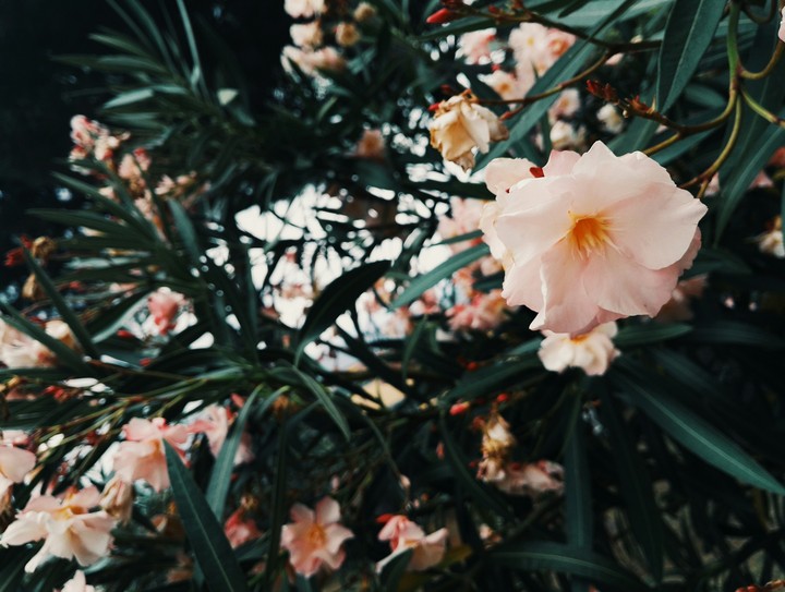 EXOTICA