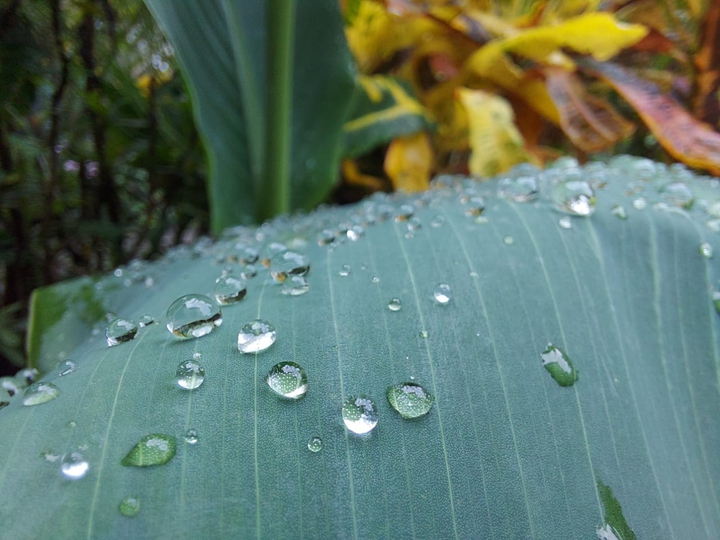 drops of water