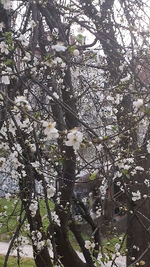 Spring Proleće u februaru