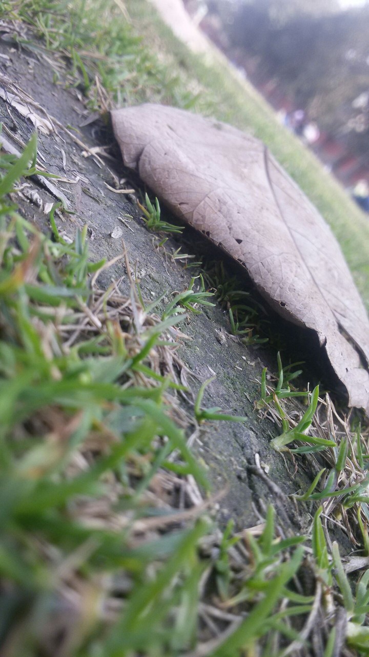 dry leaf