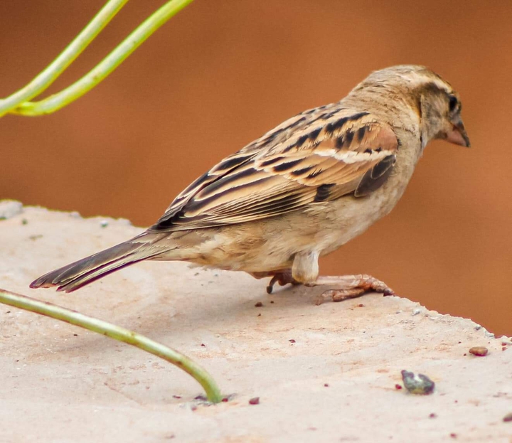 The World Sparrow Day