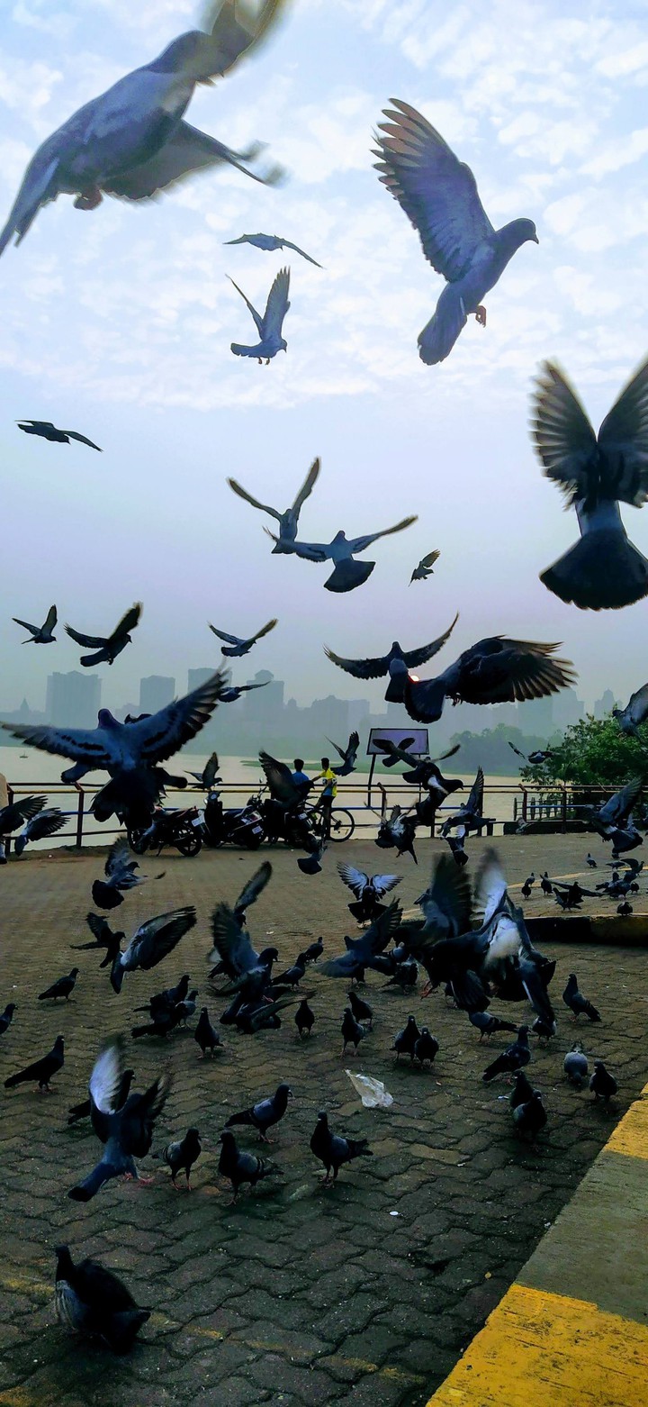 pigeons booking the sun