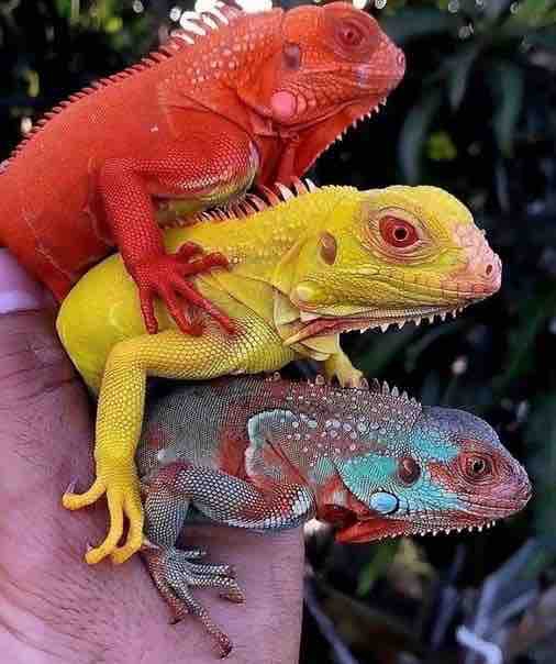 cameleons