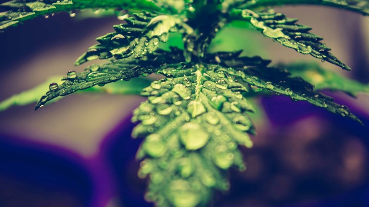 Leaf