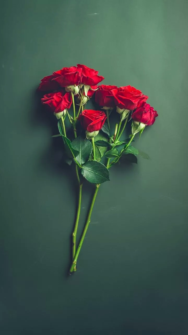 happy tose Day
