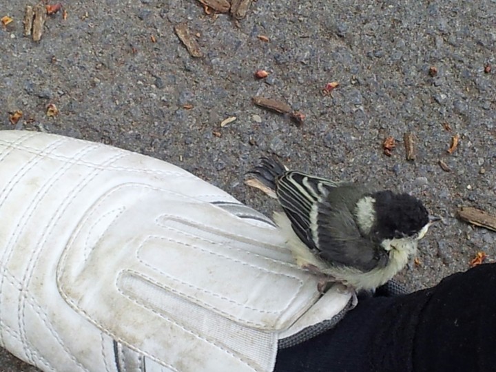 little bird on a big a shoe