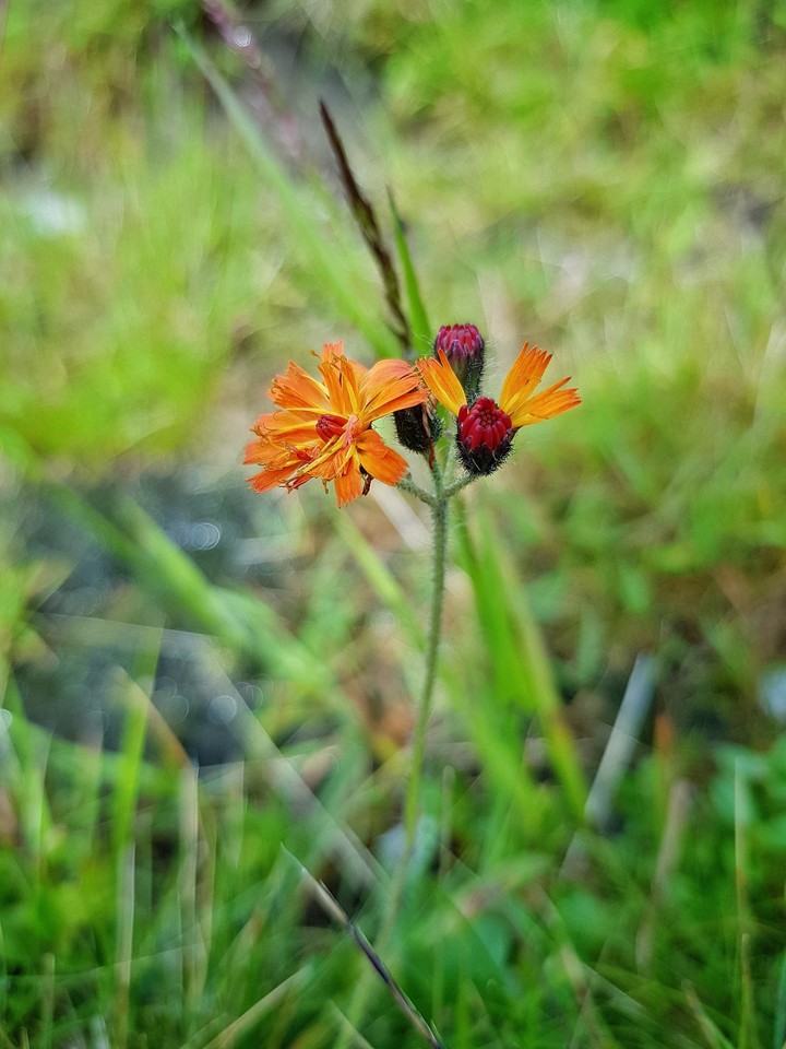 Focus flower