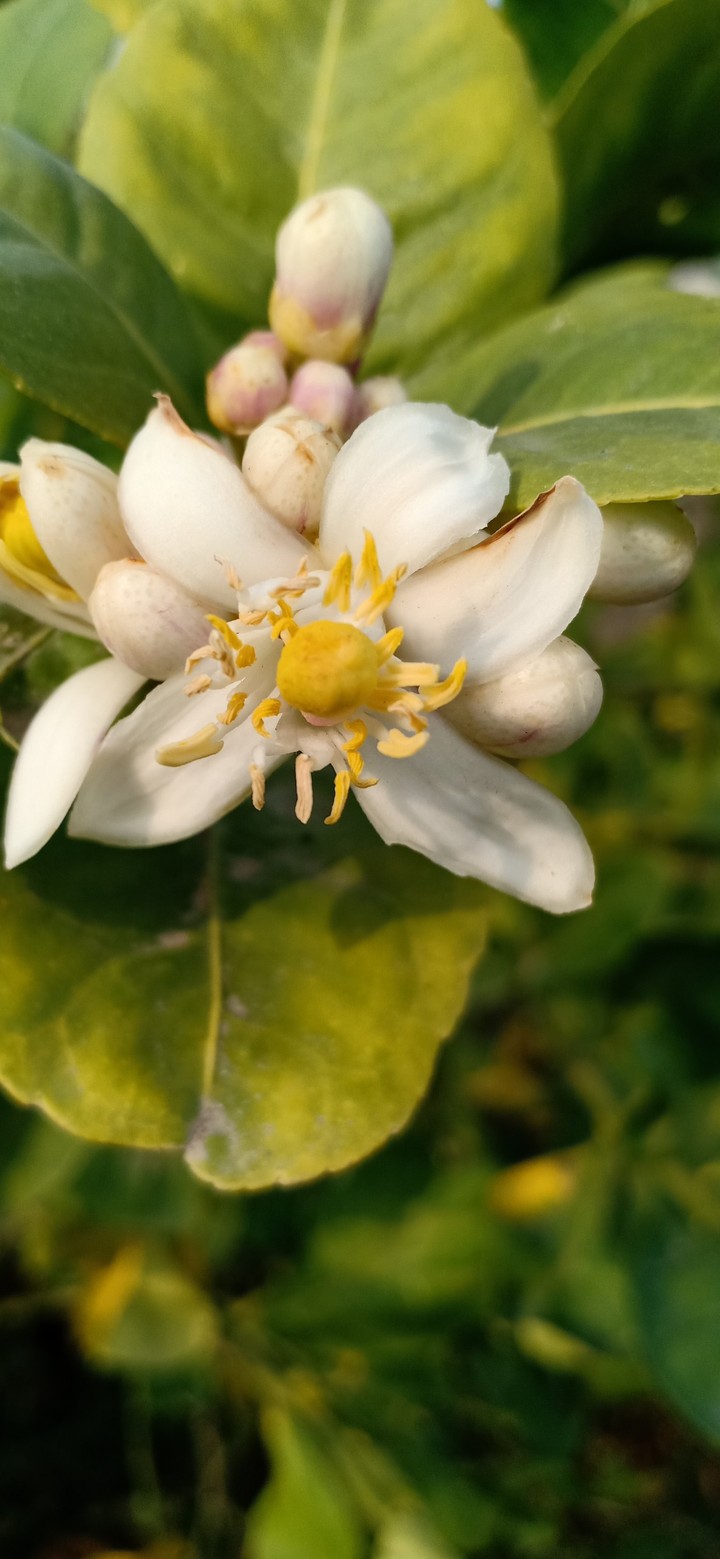 FLOWER 10