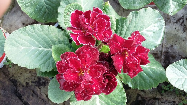 Red primula
