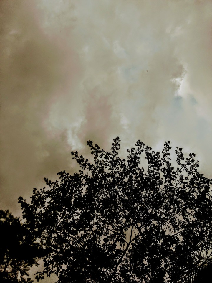 ? ? TREES ? ?