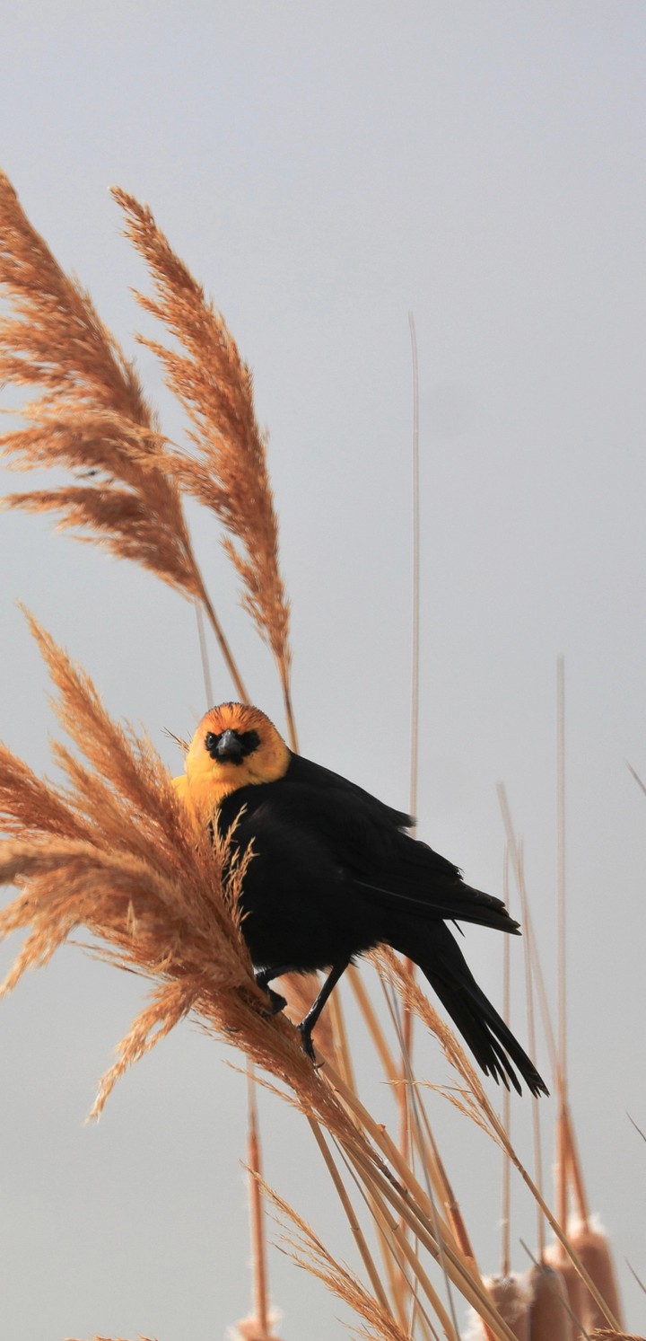bird