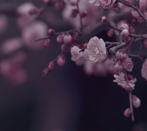 spring