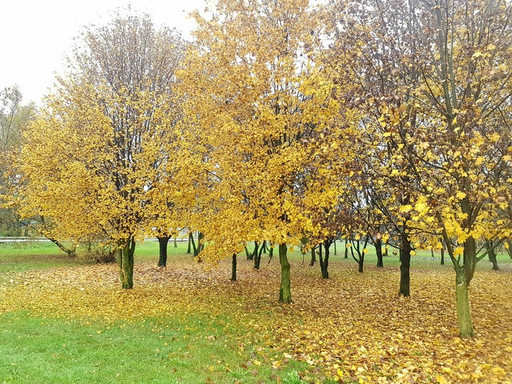 primavera autunnale