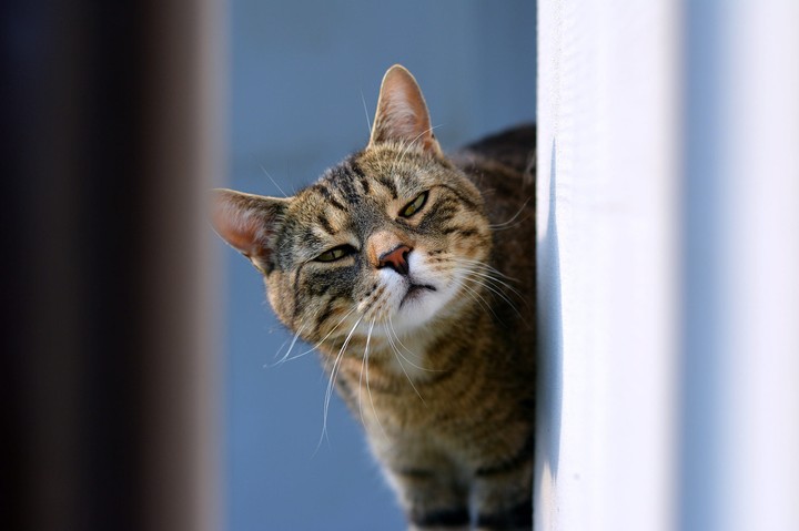 funny cat