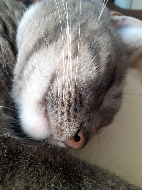 wiskers