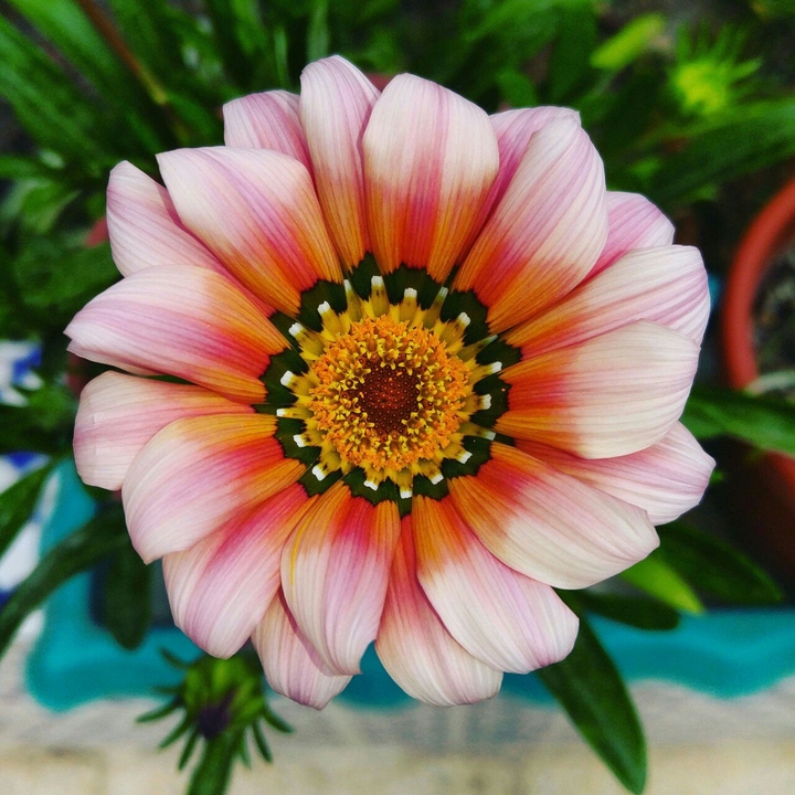 Close-up.